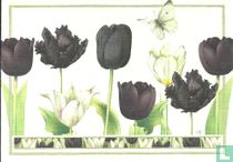 Tulpen