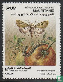 Insectes