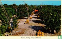 Orange Picking Time in Florida