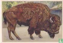Bison (stier)