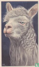 Witte Alpaca