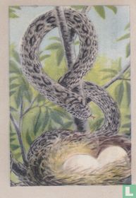 Dasypeltis