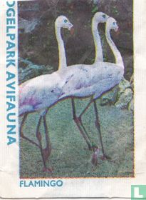 Flamingo - Vogelpark Avifauna 