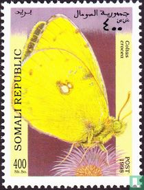 Schmetterlinge kaufen