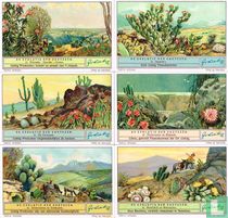 DE EVOLUTIE DER CACTEEËN kopen