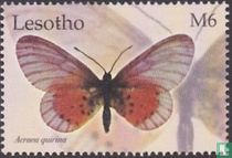 Butterflies                 