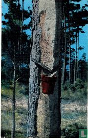 Catching the turpentine from a "turpentine tree"