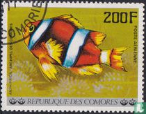 Amphiprion