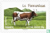 Cows - Ferrandaise