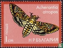 Papillons de nuit acheter