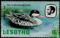 Red-billed pintail