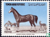 Arabian stallion