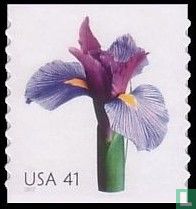 Iris kopen