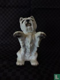 Blanche Highland Terrier blanc