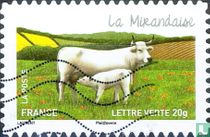 Cows - Mirandaise