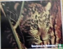 Leopard cub