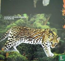 De ocelot gaat s´nachts op jacht.