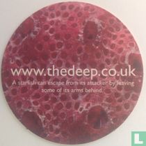 A starfish can ... / The Deep