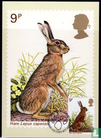 Hare