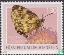 Papillons acheter