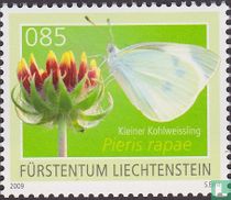 Butterflies for sale