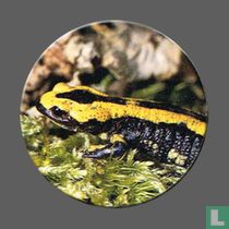 Vuursalamander - Salamandre tachetée