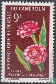 Flora