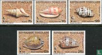 Shells