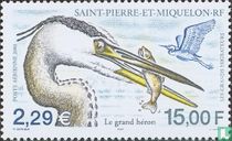 Great Blue Heron