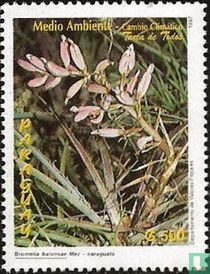 Native flora