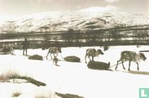Finnish Museum of Photography 'A Lapp Village Moving Camp, 1940's