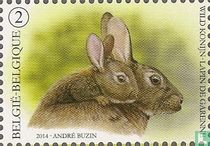 Common rabbit