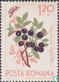 Fruits for sale
