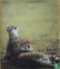 Leopards