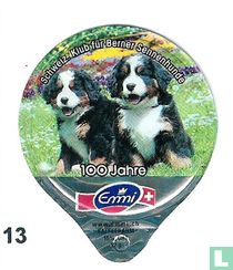 Schw.Clup für Berner Sennenhunde   