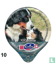 Schw.Clup für Berner Sennenhunde 