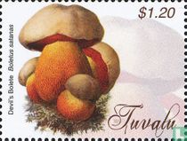 Champignons  