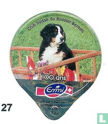 Schw.Clup für Berner Sennenhunde   