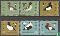 Ducks
