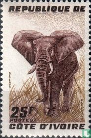 Olifant kopen