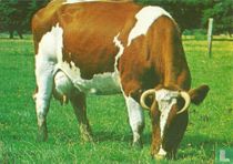 614 / de koe