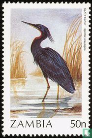 Oiseaux acheter