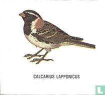Calcarius Lapponicus