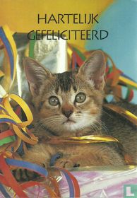 Dieren: Katten (77602AO)