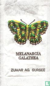 Melanargia Galathea - Apatura Iris