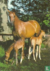 TN109 - Merrie met veulens - Trakehner