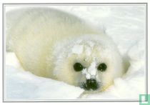 IFAW - Zeehond (26DA1)