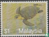 Marine life-turtles for sale