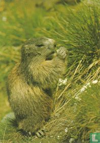 TN411 - Marmot