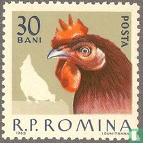 Domestic Poultry
